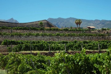Vina-Tenerife.Vinodel-cheskie-rajony-yuga