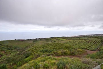 Vinogradarstvo-na-vy-sotah-Tenerife